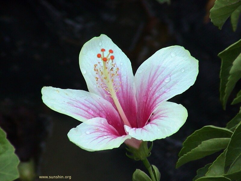 white hibiscus flower