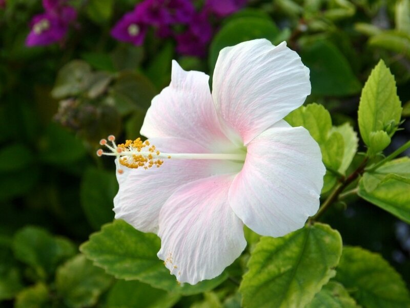 white hibiscus flower