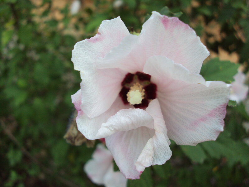 white hibiscus flower
