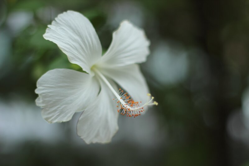 white hibiscus flower