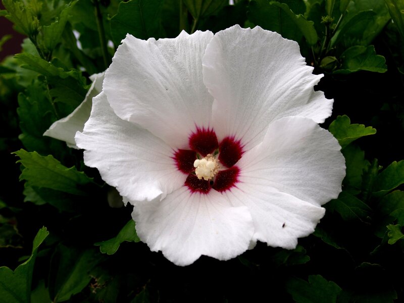 white hibiscus flower