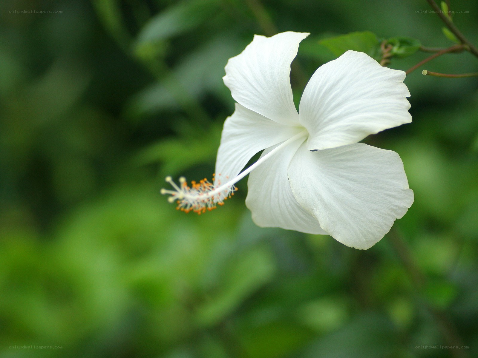 white hibiscus flower