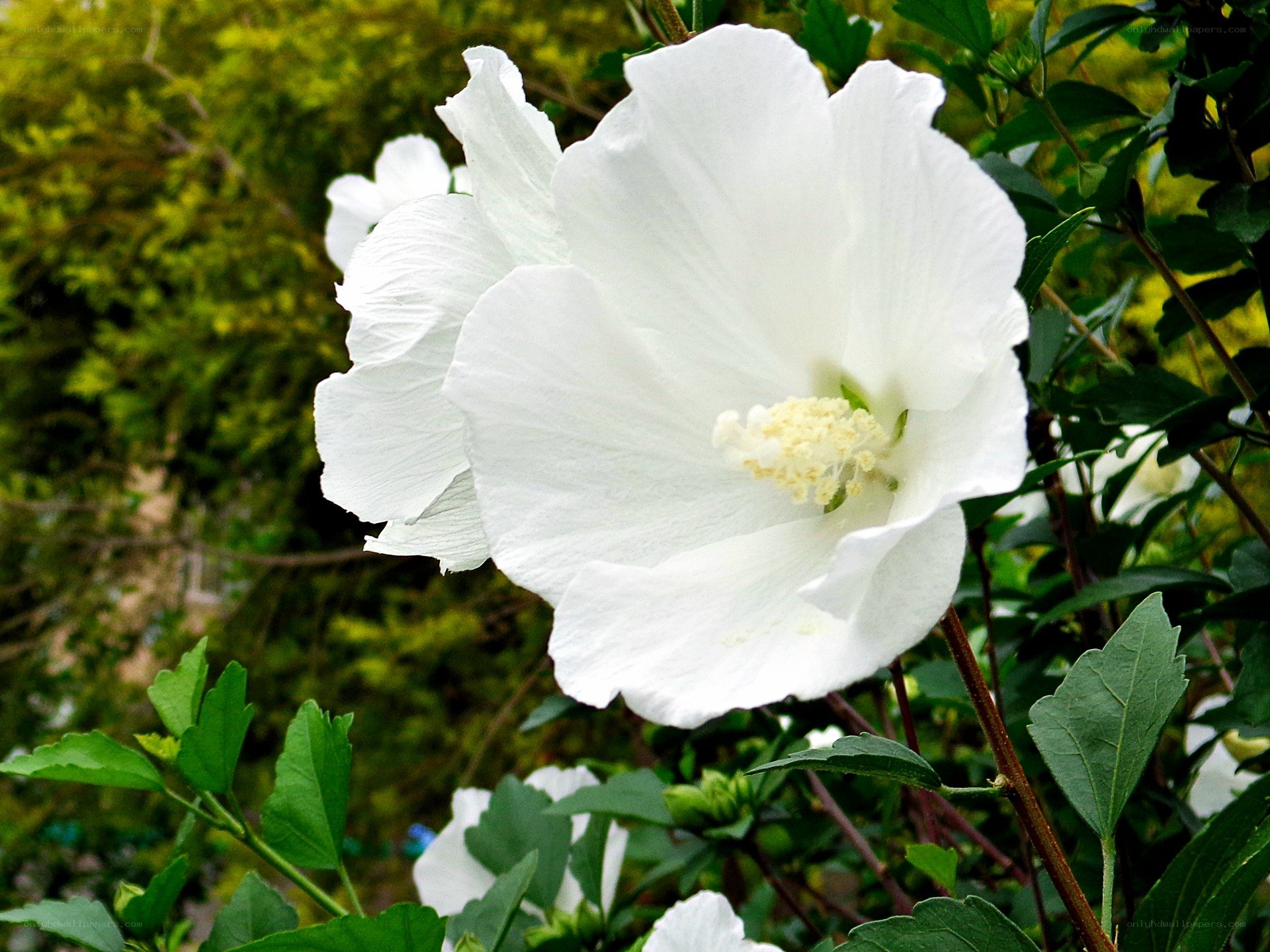 white hibiscus flower