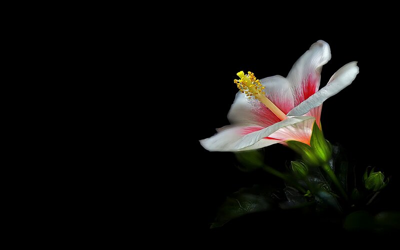 White Hibiscus Flower — Black