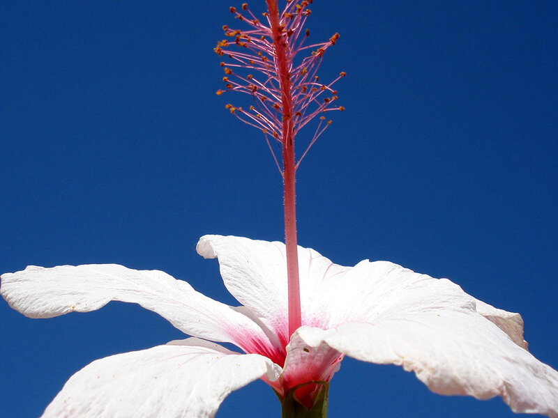 White Hibiscus Flower — Blue