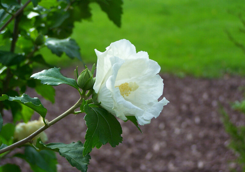 White Hibiscus Flower — Calm, Afternoon, Photograph, Bud