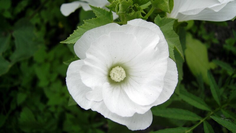 White Hibiscus Flower — Calm, Afternoon, Photograph, Green Leaves, Flower Center