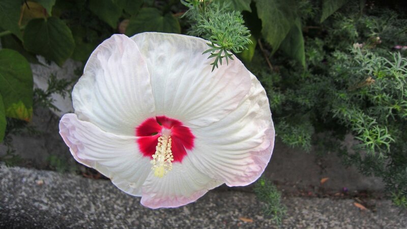 White Hibiscus Flower — Calm, Afternoon, Photograph, Green Leaves