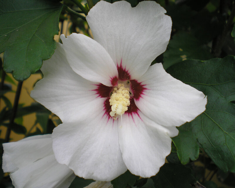 White Hibiscus Flower — Calm, Afternoon, Photograph, Green Leaves, Yellow Background