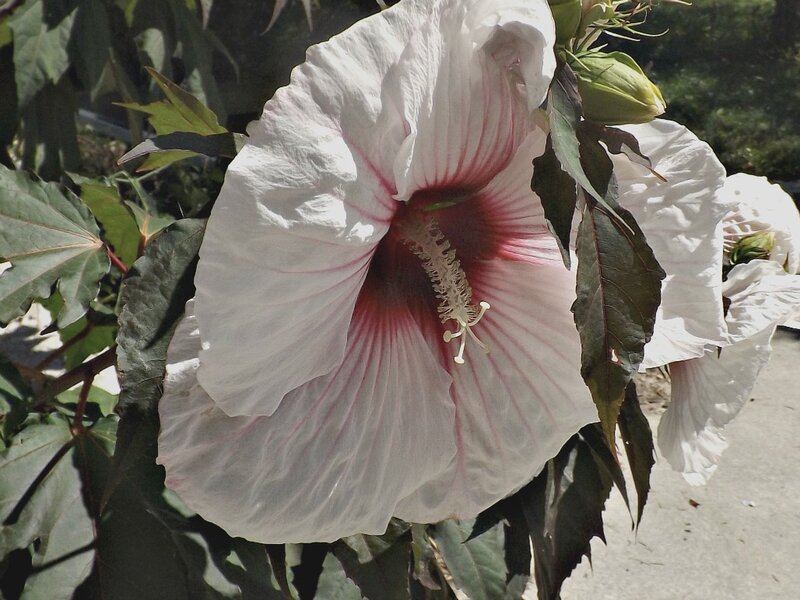 White Hibiscus Flower — Calm, Afternoon, Photograph, Leaves, Buds