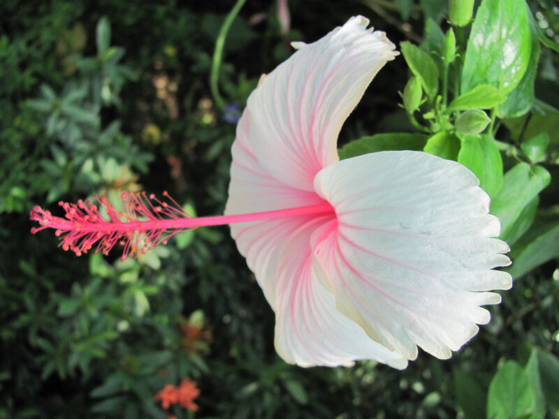 White Hibiscus Flower — Calm, Afternoon, Photograph