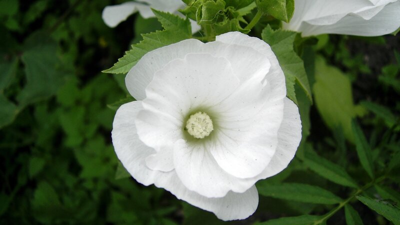 White Hibiscus Flower — Calm, Photograph, Green Leaves