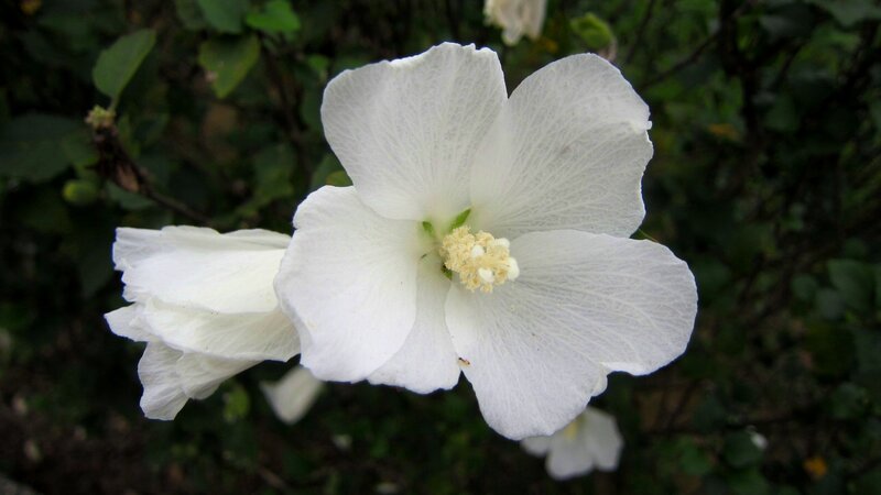 White Hibiscus Flower — Calm, Photograph, Leaves