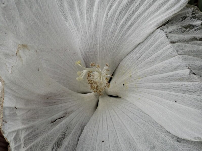 White Hibiscus Flower — Calm, Photograph, Petals