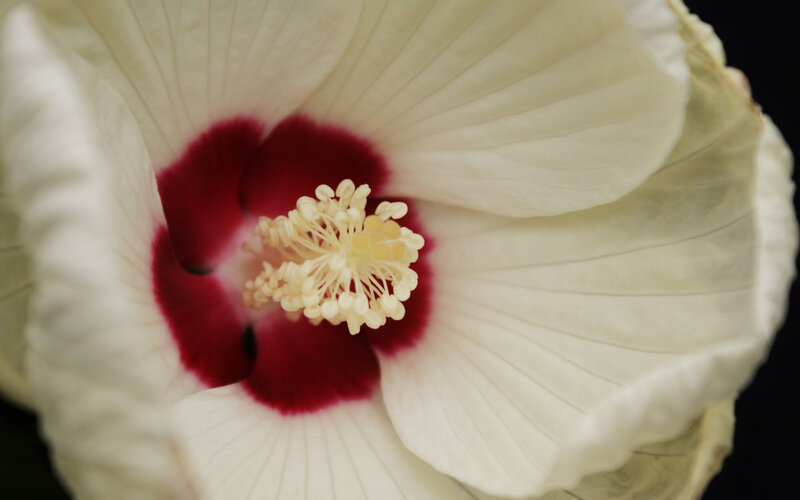 White Hibiscus Flower — Calm, Photograph, Red Center