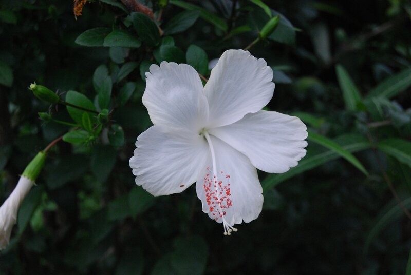 White Hibiscus Flower — Calm, Photograph