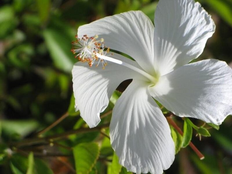 White Hibiscus Flower — Calm