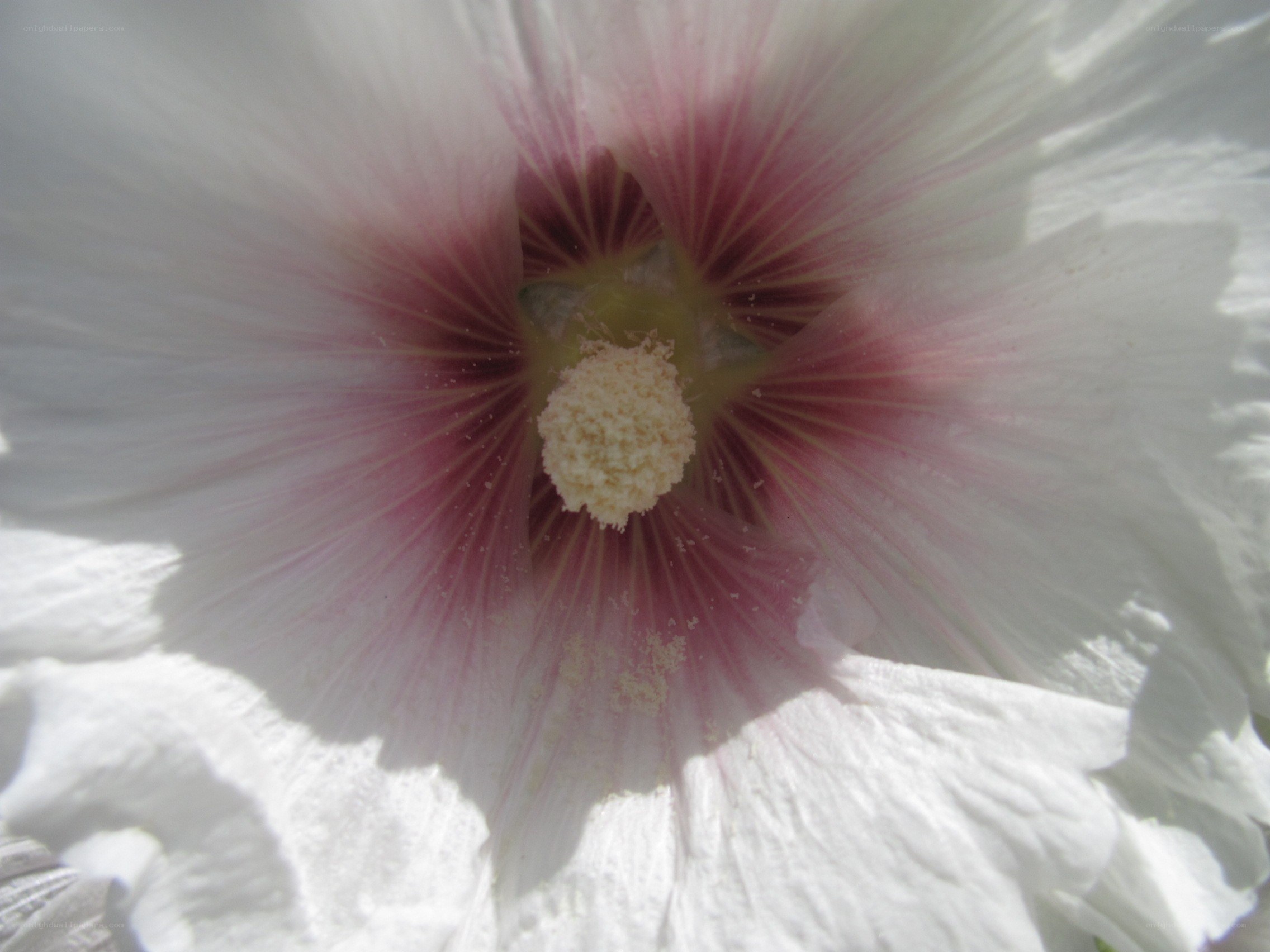 white hibiscus flower center