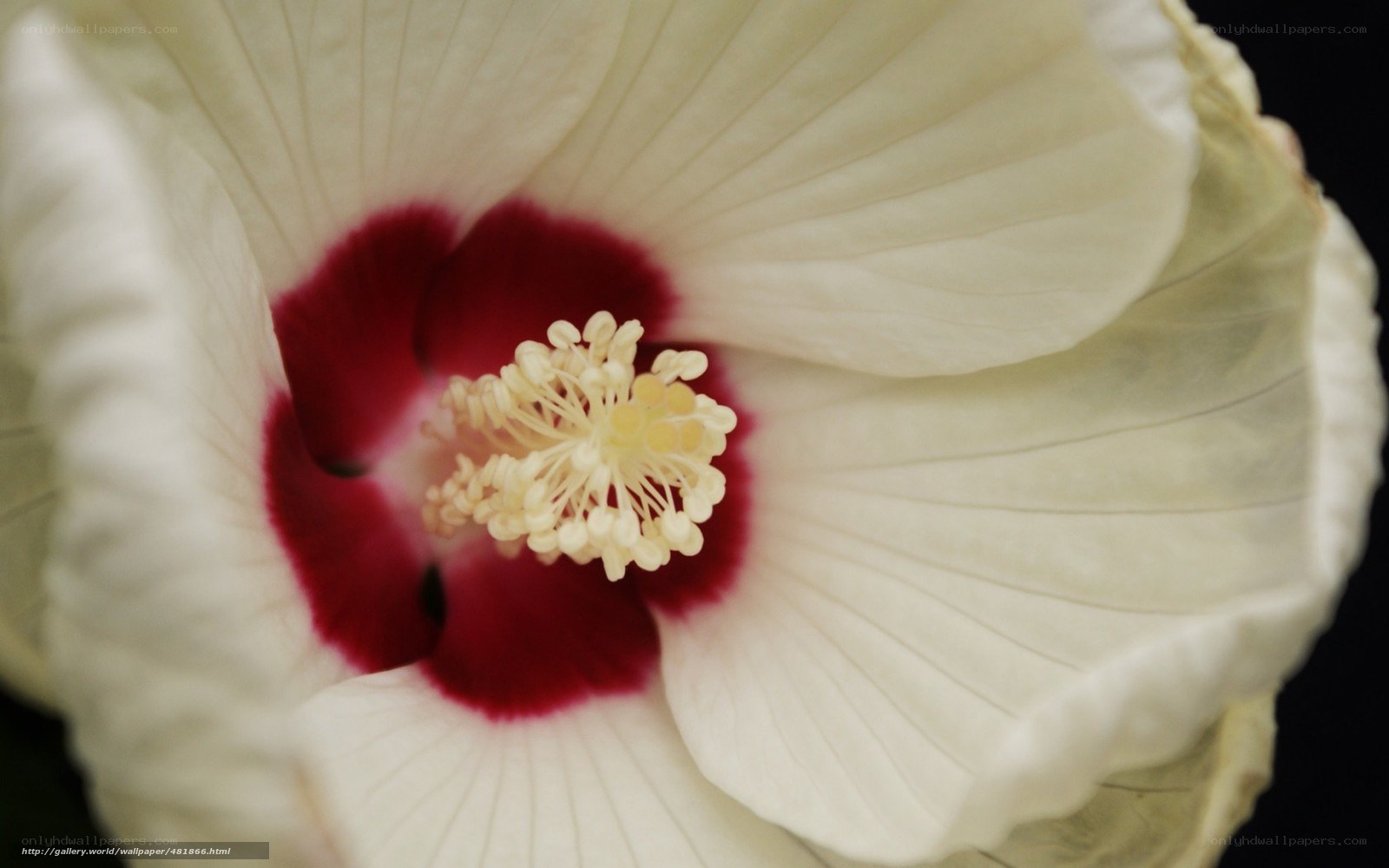 white hibiscus flower close-up