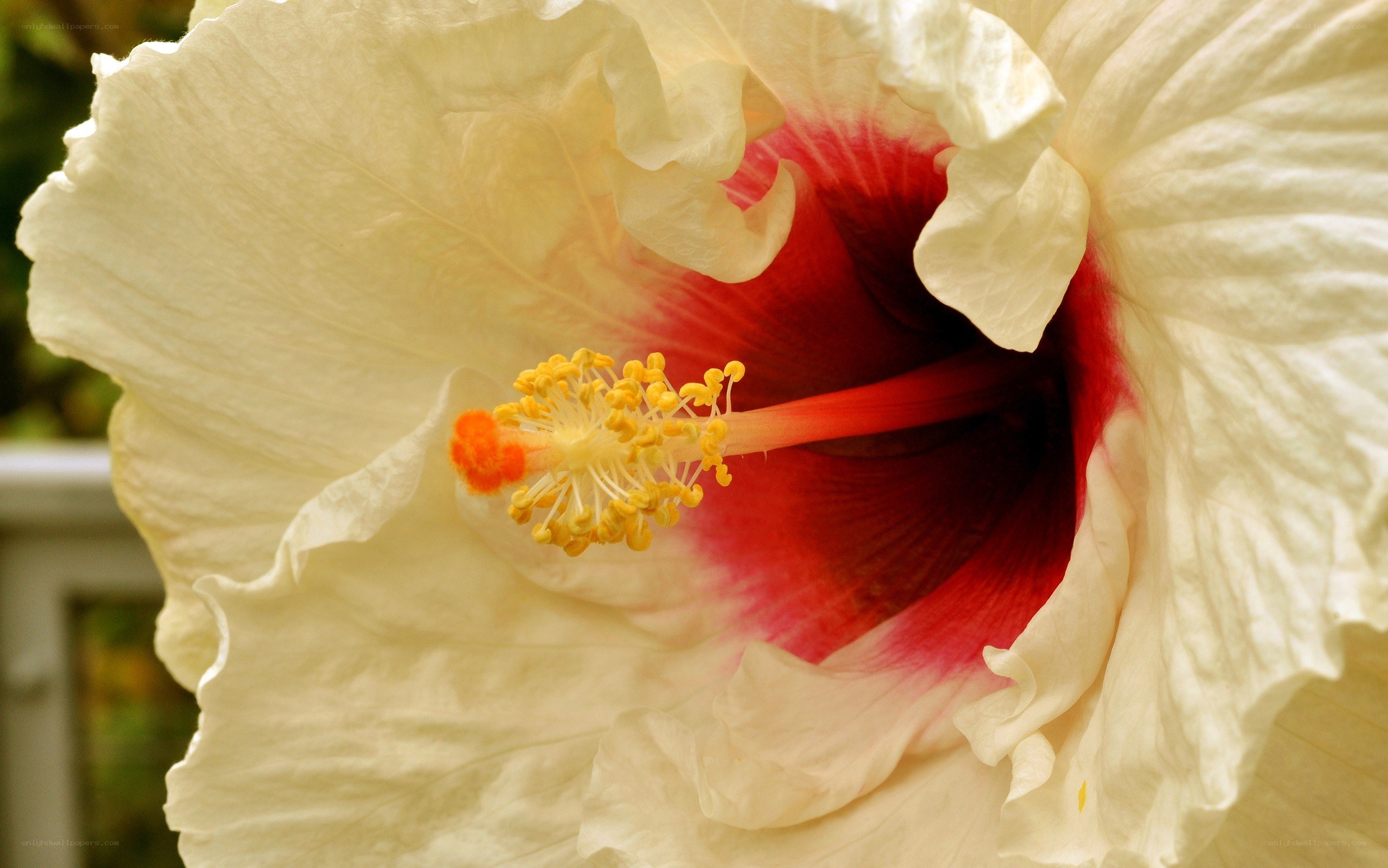 White hibiscus flower close-up