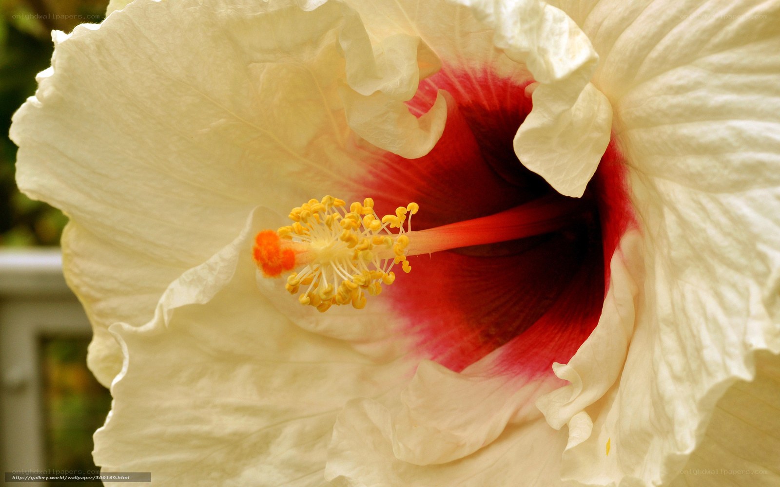 white hibiscus flower close-up