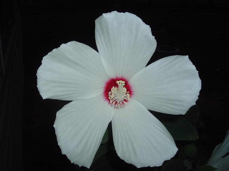 White Hibiscus Flower — Dramatic, Night, Photograph, Red Center