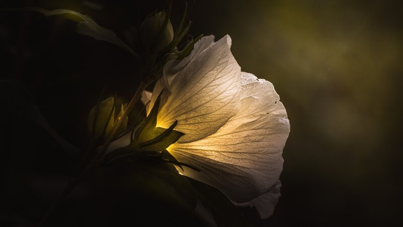 White Hibiscus Flower — Dramatic, Night, Photograph