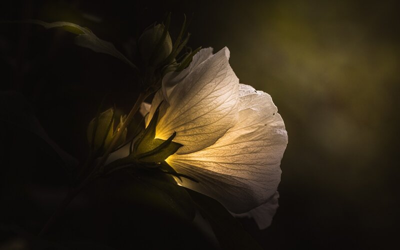 White Hibiscus Flower — Dramatic, Night