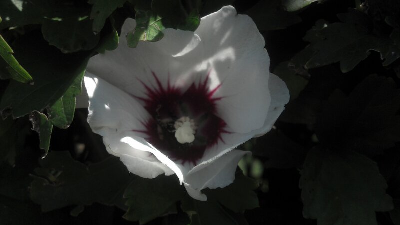 White Hibiscus Flower — Dramatic, Photograph, Leaves