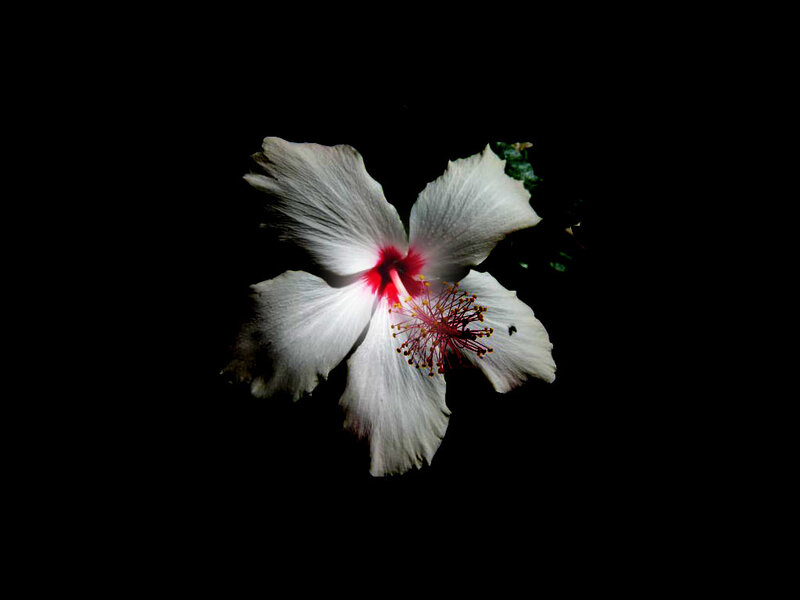 White Hibiscus Flower — Dramatic, Photograph