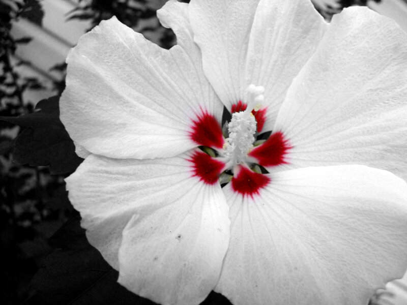 White Hibiscus Flower — Dramatic