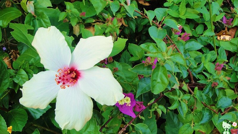 White Hibiscus Flower — Green
