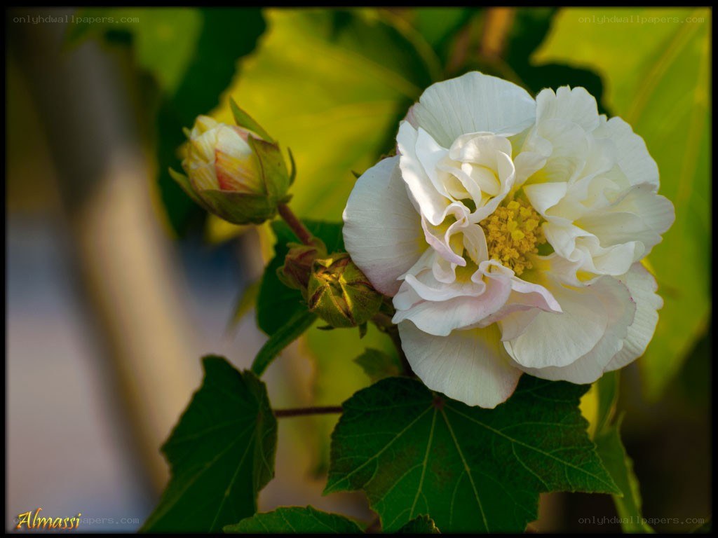 White hibiscus flower in bloom