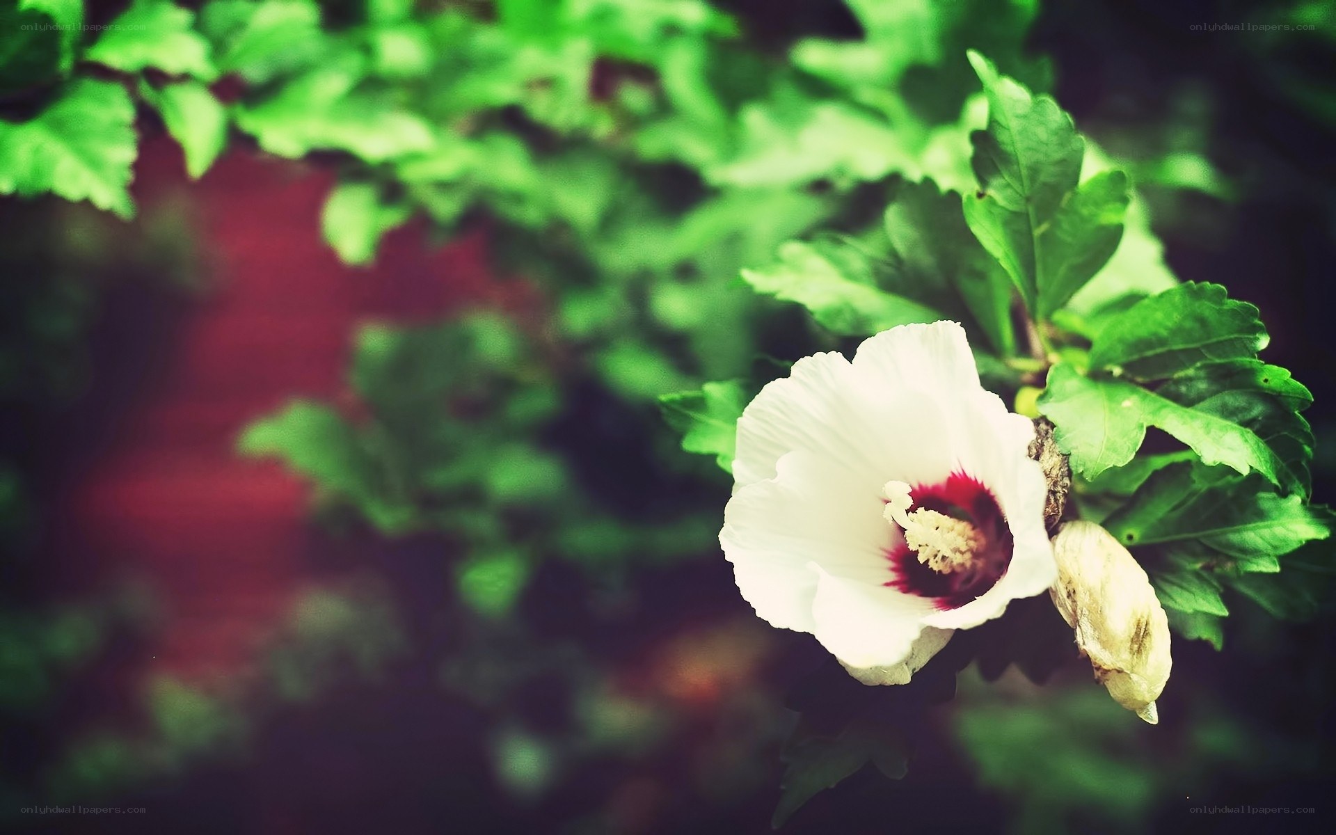 white hibiscus flower in garden