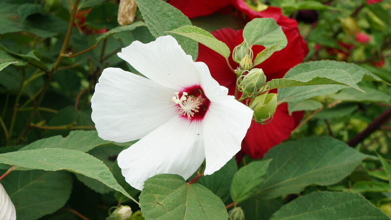 White Hibiscus Flower — Natural, Afternoon, Photograph, Red Flower