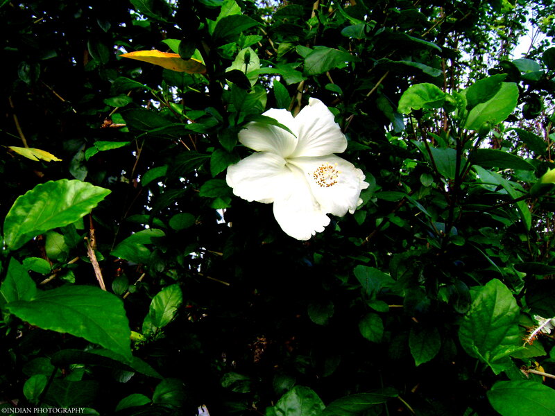 White Hibiscus Flower — Natural, Afternoon