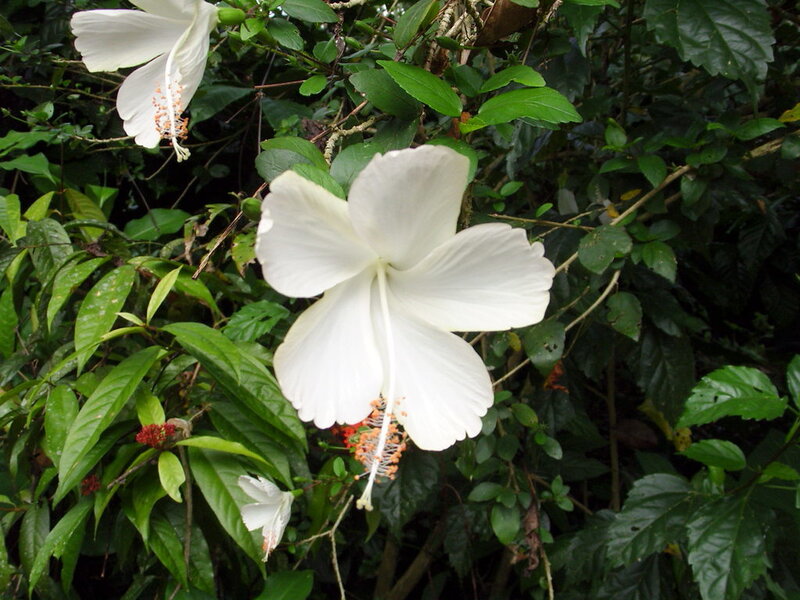 White Hibiscus Flower — Natural