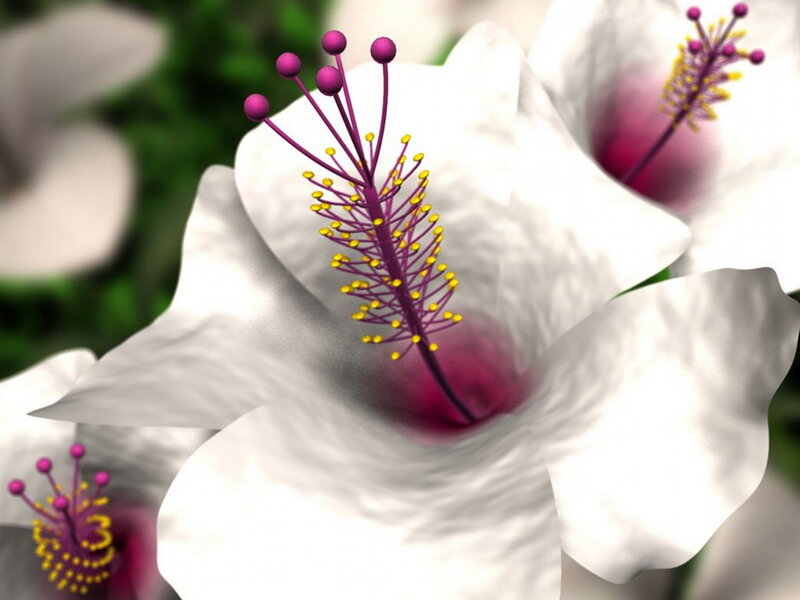 White Hibiscus Flower — Serene, 3d Render