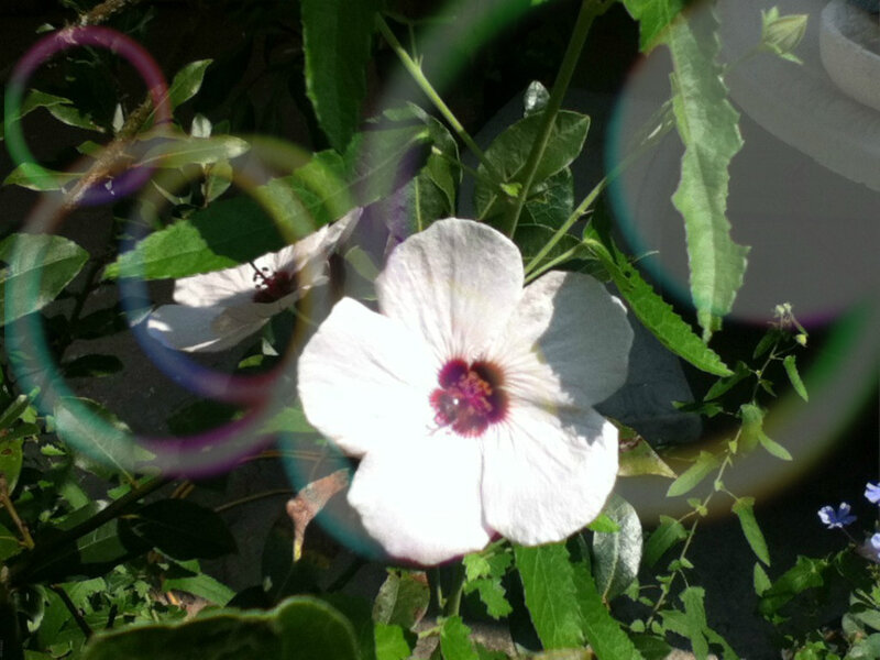 White Hibiscus Flower — Serene, Afternoon, Photograph, Green Leaves, Bubbles