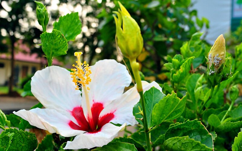White Hibiscus Flower — Serene, Afternoon, Photograph, Green Leaves, Flower Bud