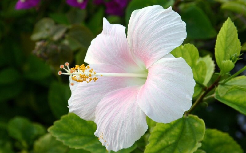 White Hibiscus Flower — Serene, Afternoon, Photograph, Green Leaves, Yellow Stamen, Pink