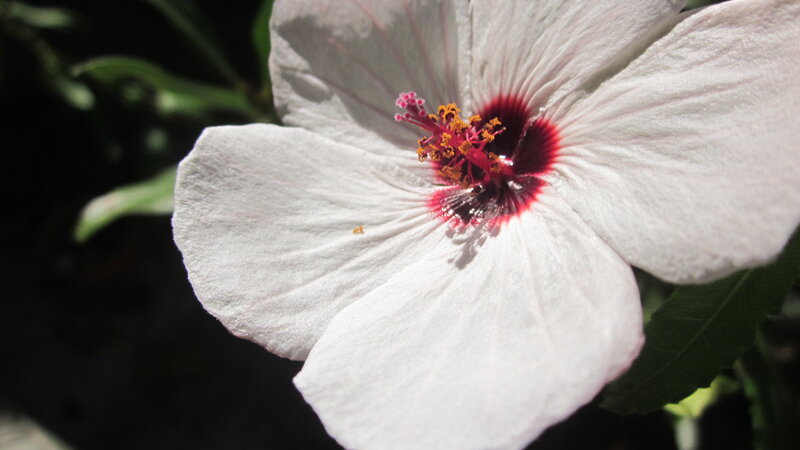 White Hibiscus Flower — Serene, Afternoon, Photograph, Petals