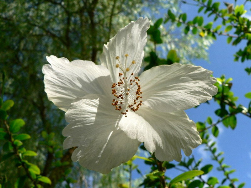 White Hibiscus Flower — Serene, Afternoon