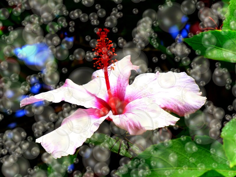 White Hibiscus Flower — Serene, Photograph, Bubbles
