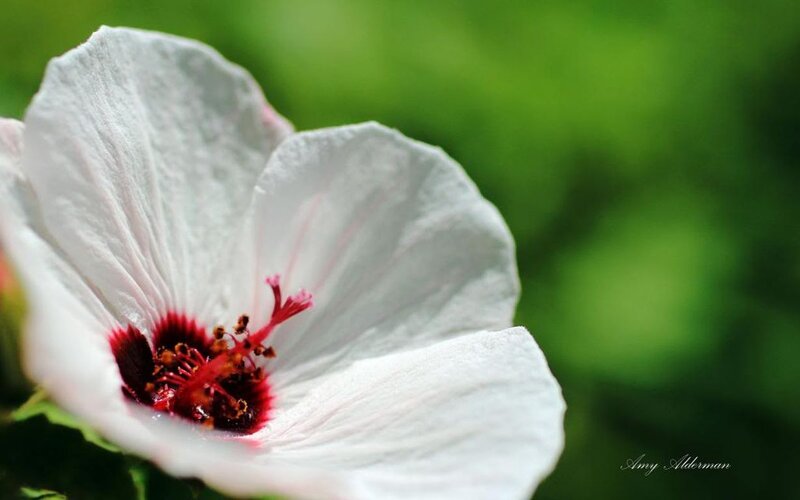 White Hibiscus Flower — Serene, Photograph, Green Leaves