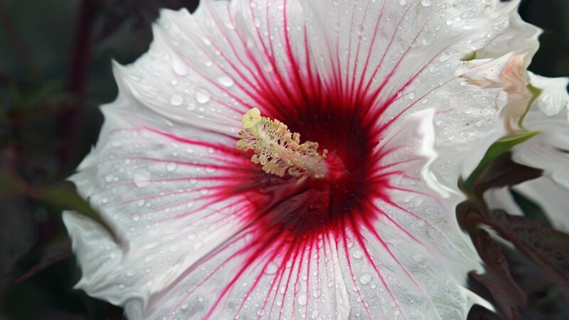 White Hibiscus Flower — Serene, Photograph, Petals, Stamen
