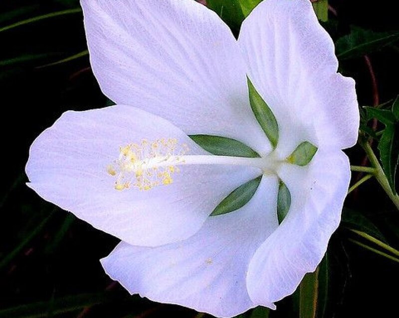 White Hibiscus Flower — Serene, Photograph, Petals