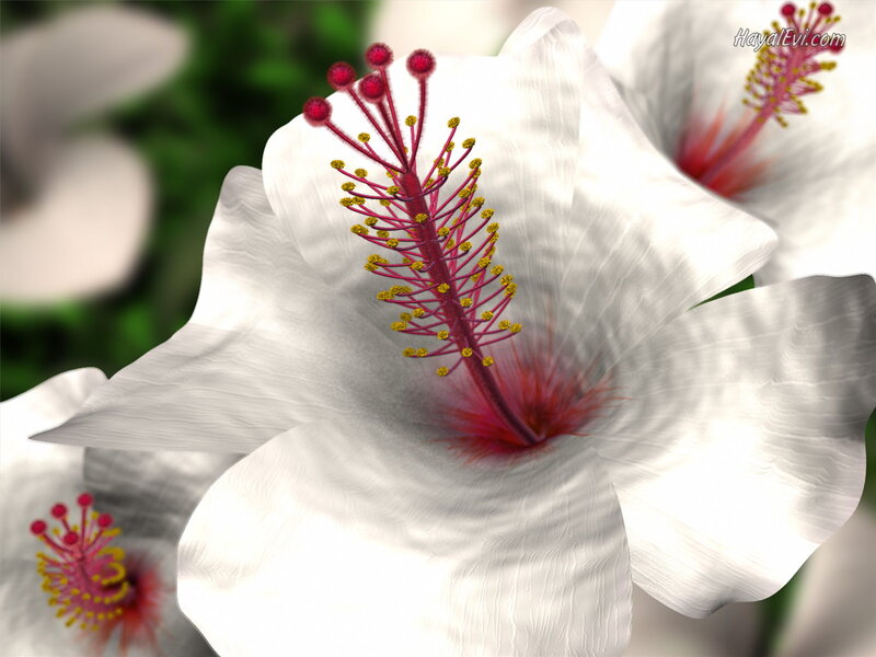 White Hibiscus Flower — Serene, Photograph, Stamen