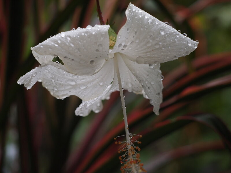 White Hibiscus Flower — Serene, Photograph