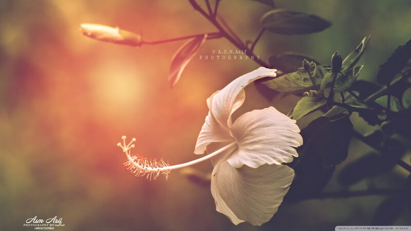White Hibiscus Flower — Serene, Sunset, Photograph, Bud